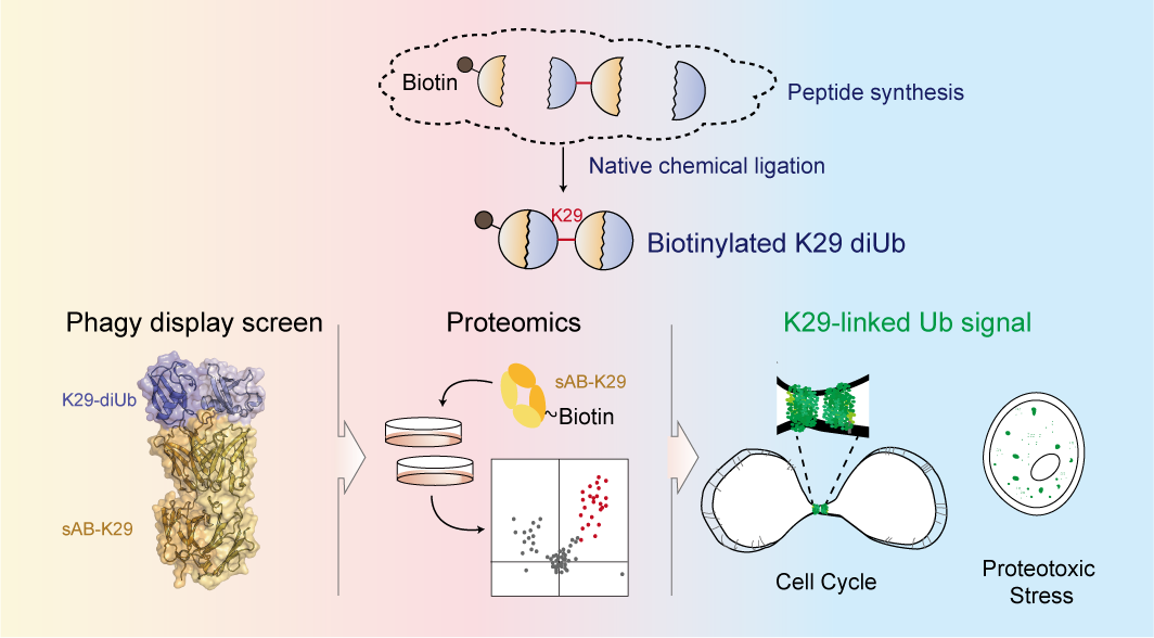 Nature Chemical Biology Paper Online!